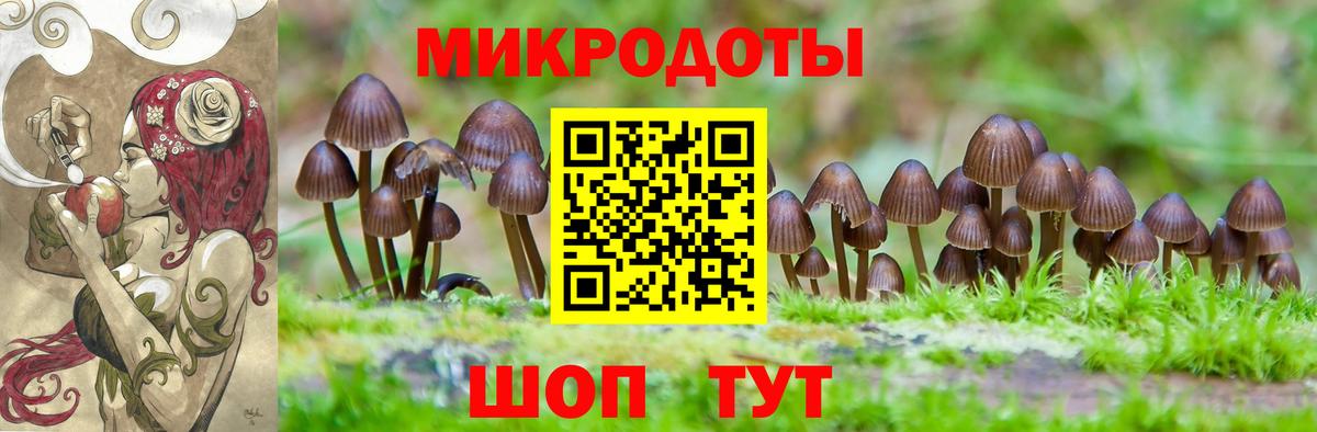 Галлюциногенные грибы Psilocybe Котовск